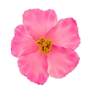 Haarbloem large bright pink
