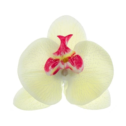 Haarbloem orchidee ronde bladeren wit