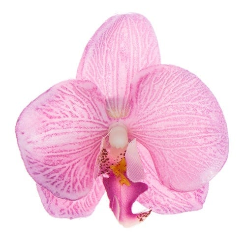 Haarbloem orchidee ronde bladeren roze
