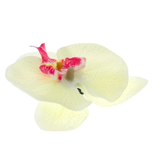 Haarbloem orchidee ronde bladeren wit